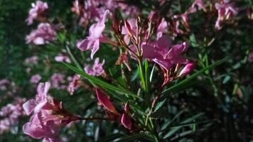 foto di un' frangipani albero fioritura a notte