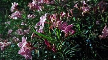 foto di un' frangipani albero fioritura a notte