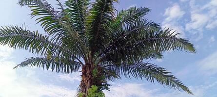 olio palma impianti quale siamo Usato come ombra alberi nel urbano le zone siamo decorato con blu cieli foto