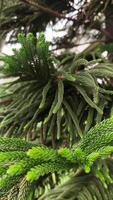 naturale e bellissimo cucinare pino albero. foto