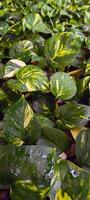avorio betel pianta nel il giardino foto