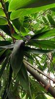 foto di bambù albero steli e le foglie