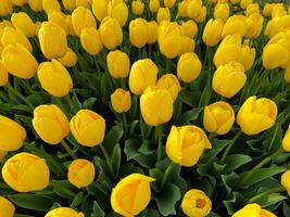 fiori sfondo. vicino su di giallo tulipani nel pieno fioritura, denso floreale Schermo nel primavera giardino, vivace naturale tulipano mazzo per orticoltura e botanico temi, design e Stampa. foto