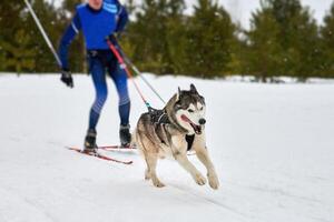 corsa sportiva per cani da skijoring foto