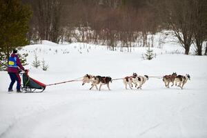 corse di cani da slitta husky foto