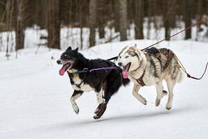 corsa di cani husky su corse di cani da slitta foto