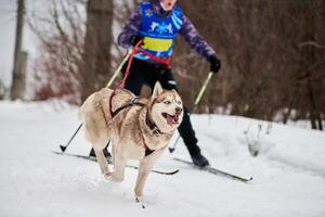 corsa sportiva per cani da skijoring foto