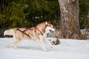 corsa di cani husky su corse di cani da slitta foto