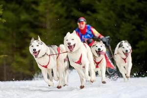 corse di cani da slitta husky foto