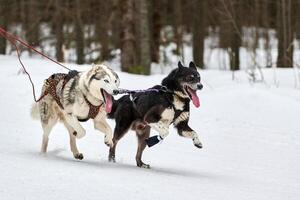 corsa di cani husky su corse di cani da slitta foto