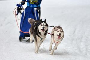 corse di cani da slitta husky foto