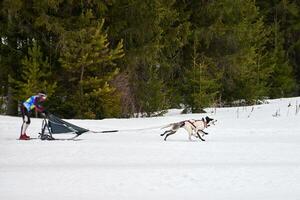 corse di cani da slitta husky foto