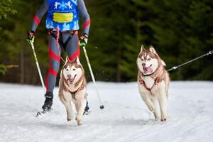 corsa sportiva per cani da skijoring foto