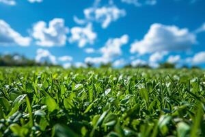 campo di erba verde sotto il cielo blu foto