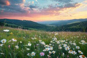 tramonto al di sopra di Fiore di campo campo foto