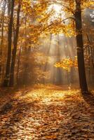 avvolgimento sentiero attraverso foresta con caduto le foglie foto