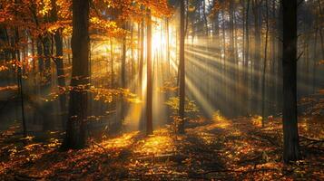 lussureggiante foresta pieno con alberi e le foglie foto