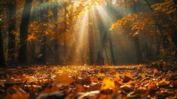 illuminata dal sole foresta coperto nel giallo le foglie foto