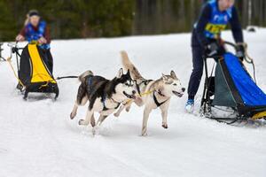 corse di cani da slitta husky foto