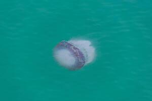 Medusa galleggiante nel turchese oceano acqua. foto