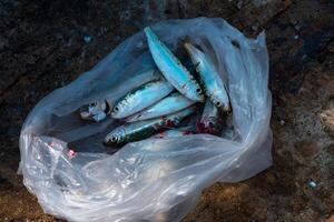 fresco sardina pesce nel un' plastica Borsa su terra foto