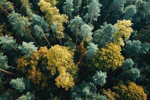 superiore Visualizza di misto foresta, verde deciduo alberi. bellissimo naturale sfondo. generato di artificiale intelligenza foto
