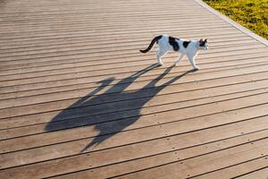 un' vagante strada gatto passeggiate di si, un' lungo ombra a partire dal un' gatto su il strada, un' carino gatto a piedi su tavole, il silhouette di un' gatto nel il mattina. foto