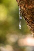 selettivo messa a fuoco su grande mastice gocce trasuda nel lacrime su di il ramo di un' mastice albero. il resina mastice illumina e luccica nel il luce del sole. verticale foto. bellissimo bokeh sfondo. chio, Grecia. foto