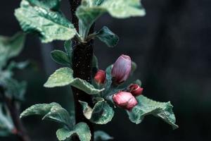 foglie verdi e boccioli di fiori di melo non soffiati su un ramo. foto