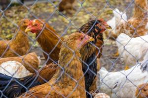 polli in un allevamento di pollame. foto