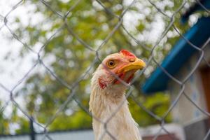 una giovane gallina bianca nel cortile dell'animale domestico. foto