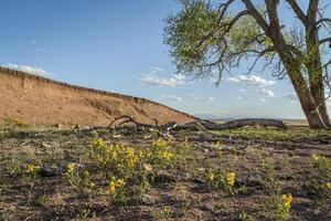 toppa di giallo fiori selvatici nel ventoso prateria foto