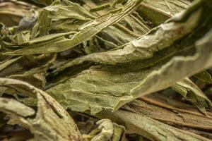 foglie essiccate di stevia foto