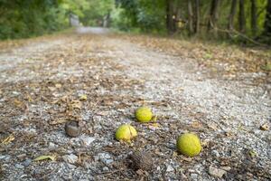 pecan noccioline su katy pista vicino McKittrick, Missouri, nel presto autunno scenario - 237 miglio bicicletta pista convertito a partire dal un vecchio Ferrovia foto