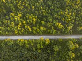 sabbioso strada a Alba - apalachicola nazionale foresta nel Florida, aereo Visualizza foto