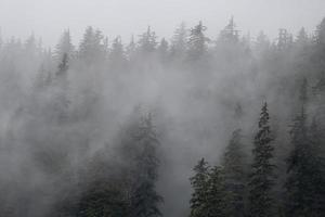 nebbie e foresta pluviale dell'Alaska, alaska foto