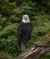 aquila calva ad anan creek, alaska foto