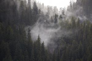 nebbia della foresta pluviale, porto di manna, alaska