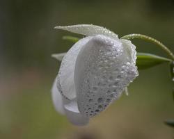 fata lanterna wildflower foto