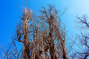 vecchio acacia contro il blu cielo. robinia pseudoacacia abbaiare sfondo foto