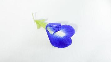 fiore di pisello farfalla blu. fiori di pisello su sfondo bianco foto