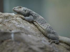 chuckwalla comune su roccia foto