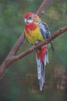 rosella orientale su ramo foto