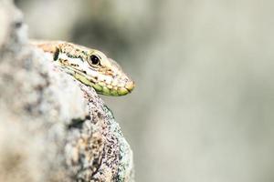 lucertola rettile podarcis siculus foto