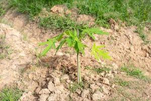 giovani alberi di papaya carica, pianta erbacea