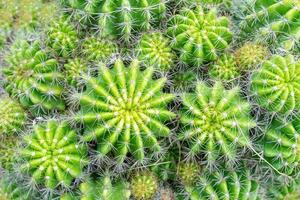 bellissimo cactus in giardino. ampiamente coltivato come pianta ornamentale. foto