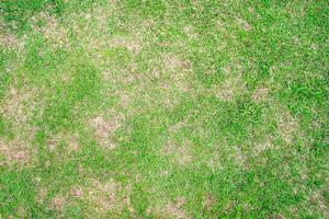 foglia di erba secca cambia da verde a marrone morto in un cerchio sfondo texture prato erba secca morta. foto