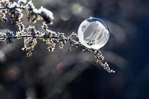 congelato bolla nel natura. un' bellissimo macro tiro di natura nel inverno. concetto per ambiente, acqua e brina. foto