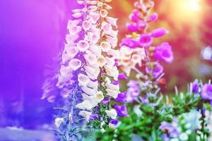 sfondo bianco e viola di fiori colorati di digitale foto