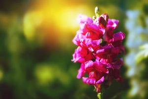 sfondo natura fiore antirrhinum. fiori rosa. sfocatura dello sfondo foto